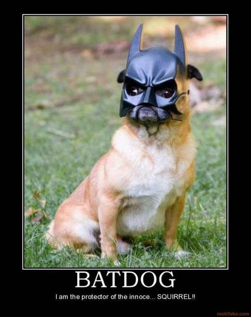 Dog demotivators and graphics