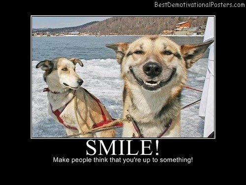 Dog demotivators and graphics