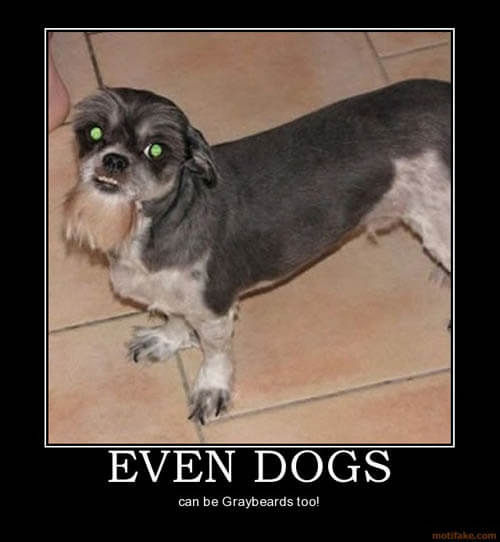 Dog demotivators and graphics