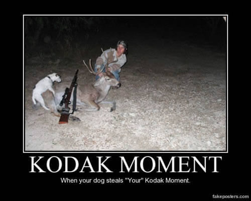 Dog demotivators and graphics