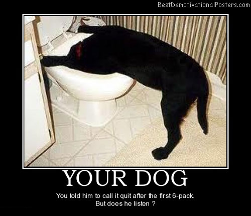 Dog demotivators and graphics