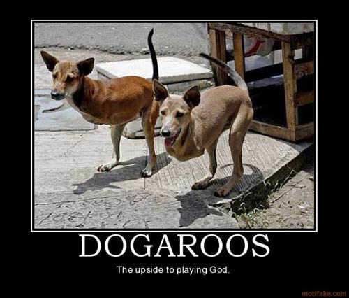 Dog demotivators and graphics