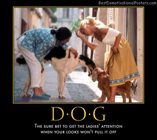 Dog demotivators and graphics