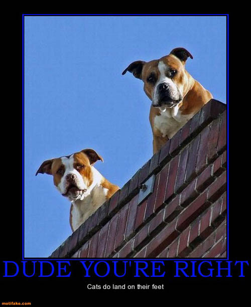 Dog demotivators and graphics