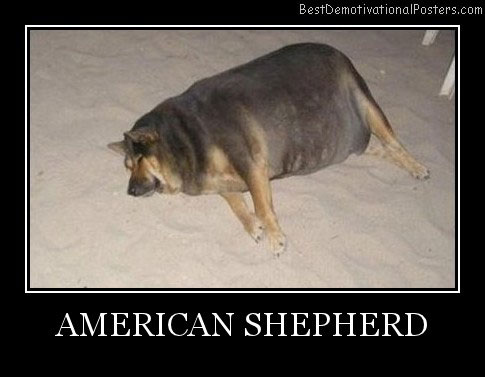 Dog demotivators and graphics