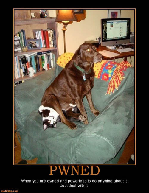 Dog demotivators and graphics