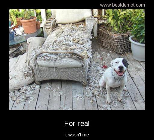 Dog demotivators and graphics