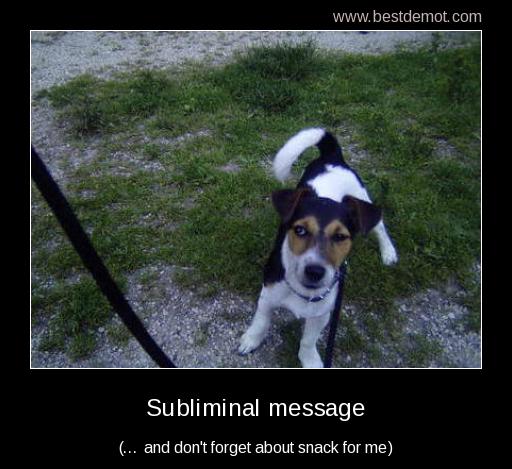 Dog demotivators and graphics