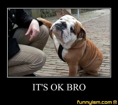 Dog demotivators and graphics