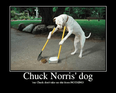 Dog demotivators and graphics