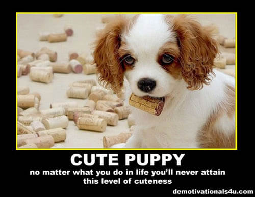 Dog demotivators and graphics