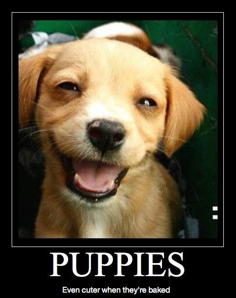 Dog demotivators and graphics