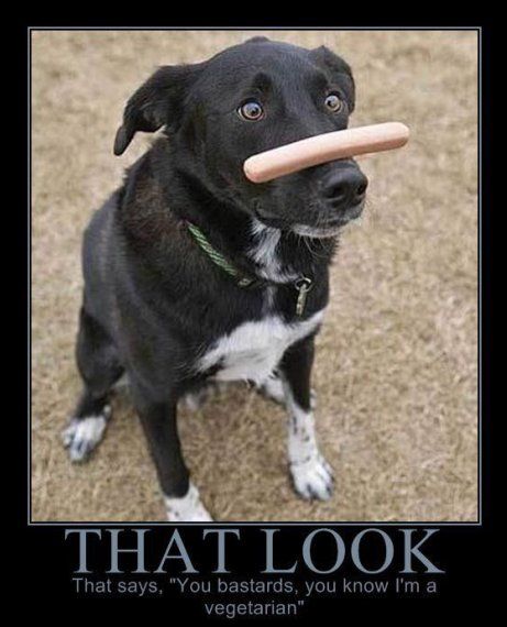 Dog demotivators and graphics