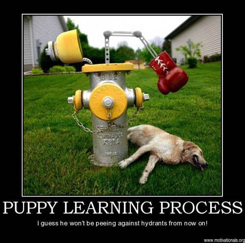 Dog demotivators and graphics