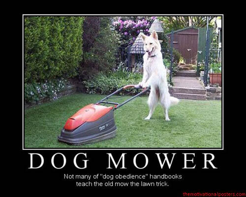 Dog demotivators and graphics