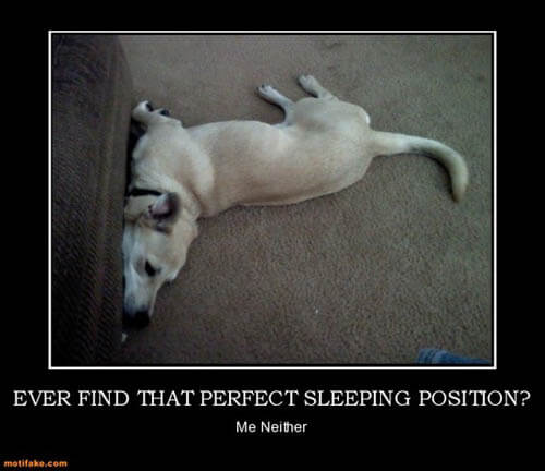 Dog demotivators and graphics