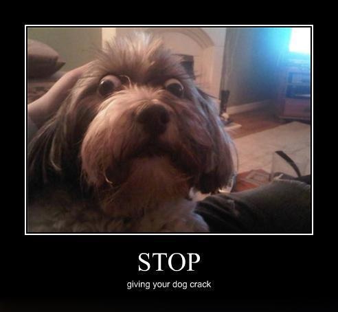 Dog demotivators and graphics