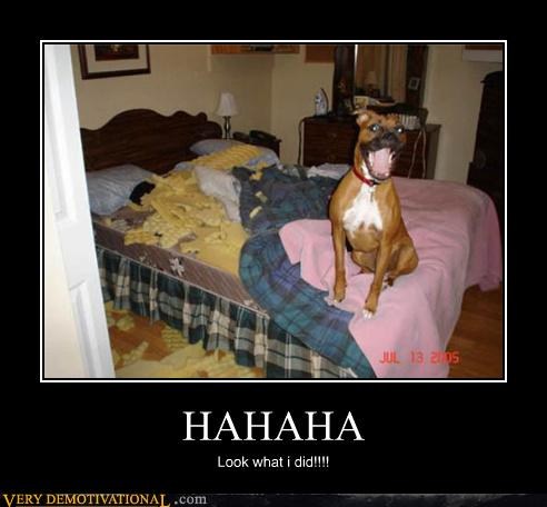 Dog demotivators and graphics