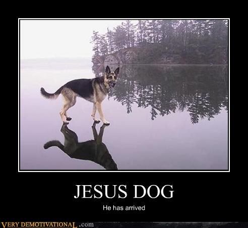 Dog demotivators and graphics