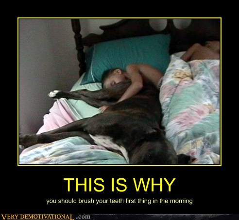 Dog demotivators and graphics