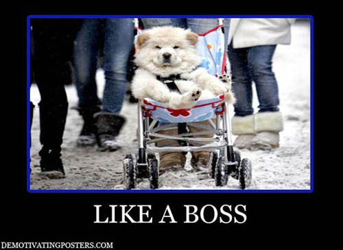 Dog demotivators and graphics