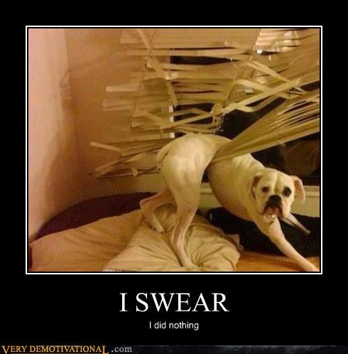 Dog demotivators and graphics