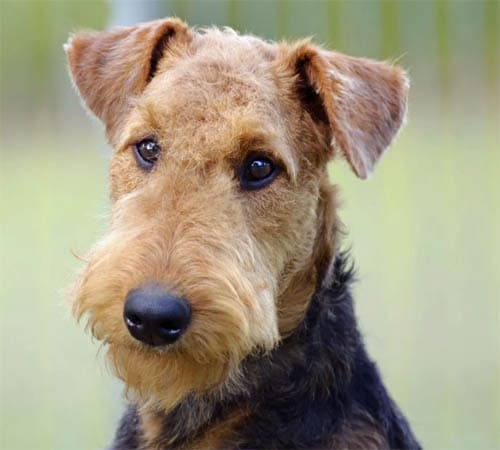 Airedale Terrier temperament