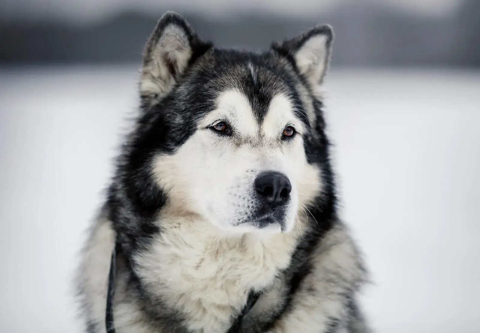 Alaskan Malamute temperament