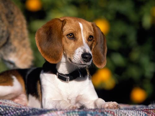 American Foxhound temperament