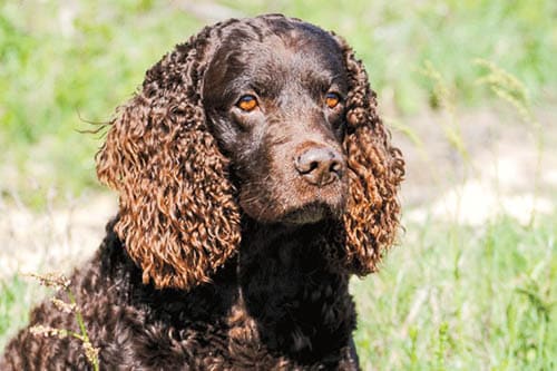 American Water Spaniel temperament