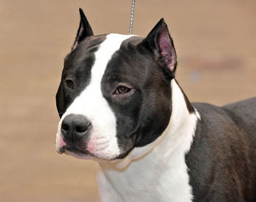 American Staffordshire Terrier temperament