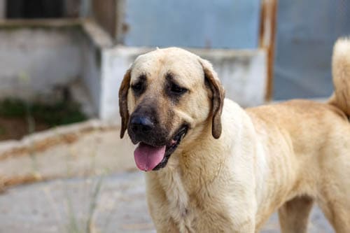 Anatolian Shepherd Dog temperament