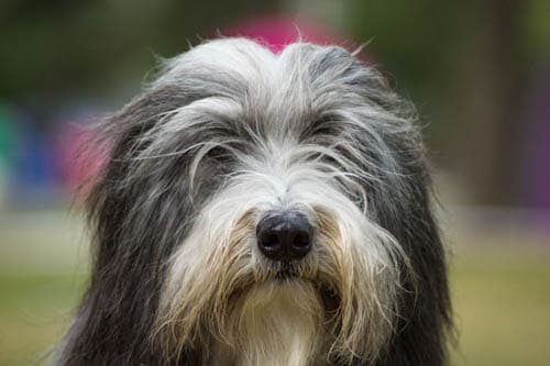 Bearded Collie temperament