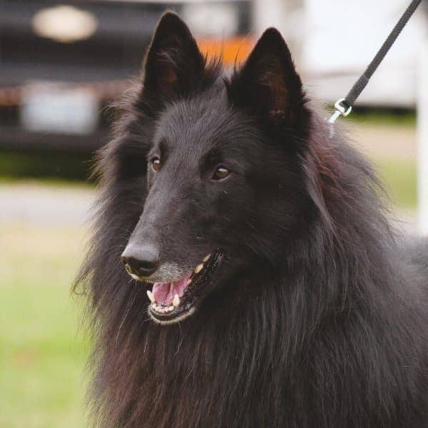 Belgian Sheepdog temperament