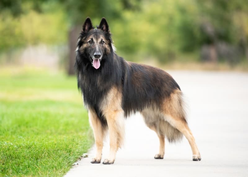 Belgian Tervuren temperament