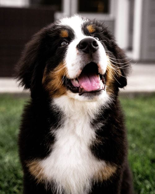 Bernese Mountain Dog temperament