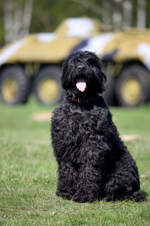 Black Russian Terrier temperament