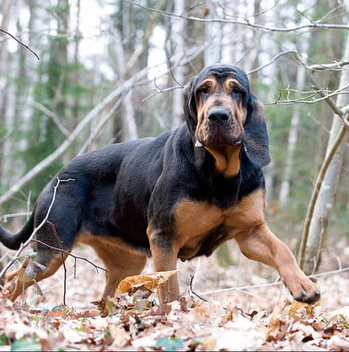 Bloodhound temperament