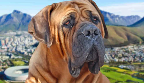 Boerboel temperament