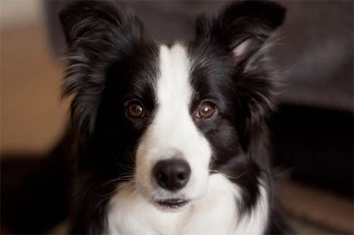 Border Collie temperament