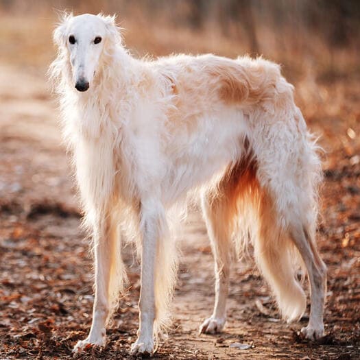 Borzoi temperament