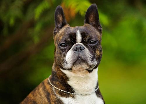 Boston Terrier temperament