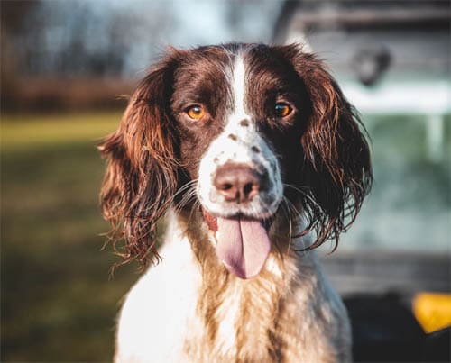 Brittany Spaniel temperament