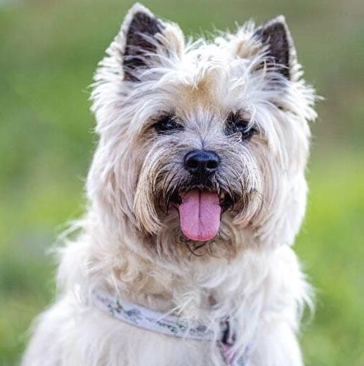 Cairn Terrier temperament