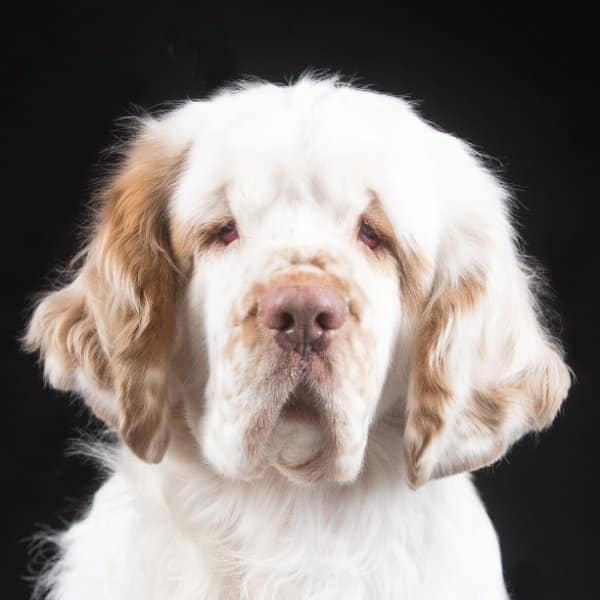 Clumber Spaniel temperament