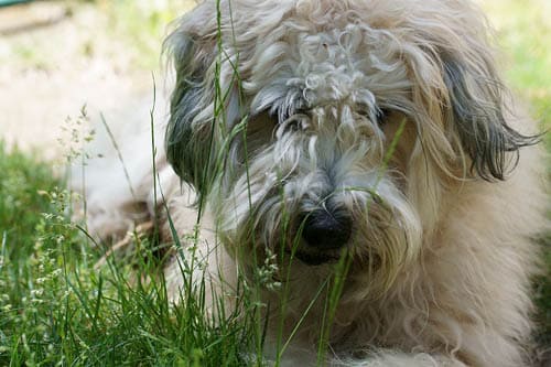 Soft Coated Wheaten Terrier temperament