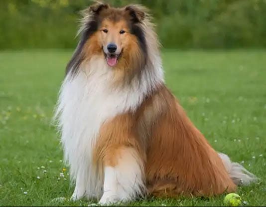 Collie temperament