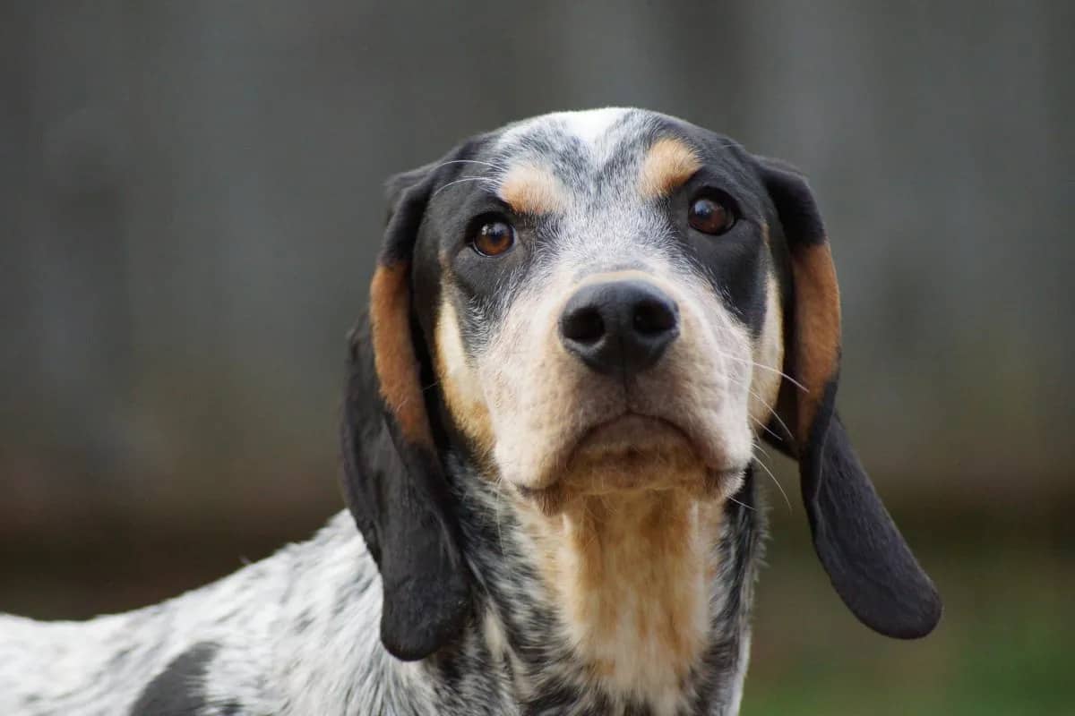 Coonhound Dog temperament