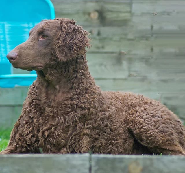 Curly-Coated Retriever temperament