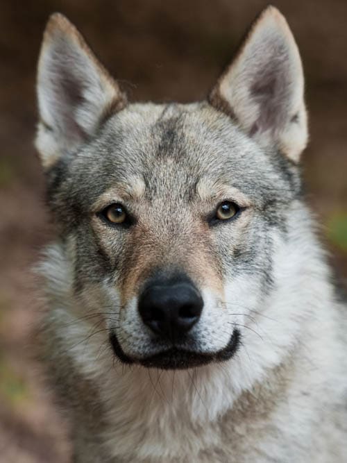 Czechoslovakian Vlcak Dog temperament